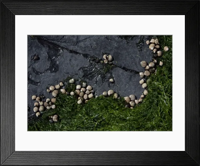 Framed Print : Common Periwinkle-grazing on algae at low tide, Northumberland UK Framed Print : Common Periwinkle-grazing on algae at low tide, Northumberland UK