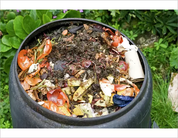 Compost  /  wormery - worms visible amongst variety of kitchen waste including vegetable and fruit peelings and cardboard in top of black plastic recycled composting bin UK