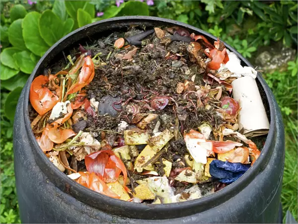 Compost  /  wormery - worms visible amongst variety of kitchen waste including vegetable and fruit peelings and cardboard in top of black plastic recycled composting bin UK