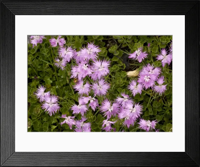 Framed Print : Fringed pink (Dianthus monspessulanus). Pyrenees Framed Print : Fringed pink (Dianthus monspessulanus). Pyrenees