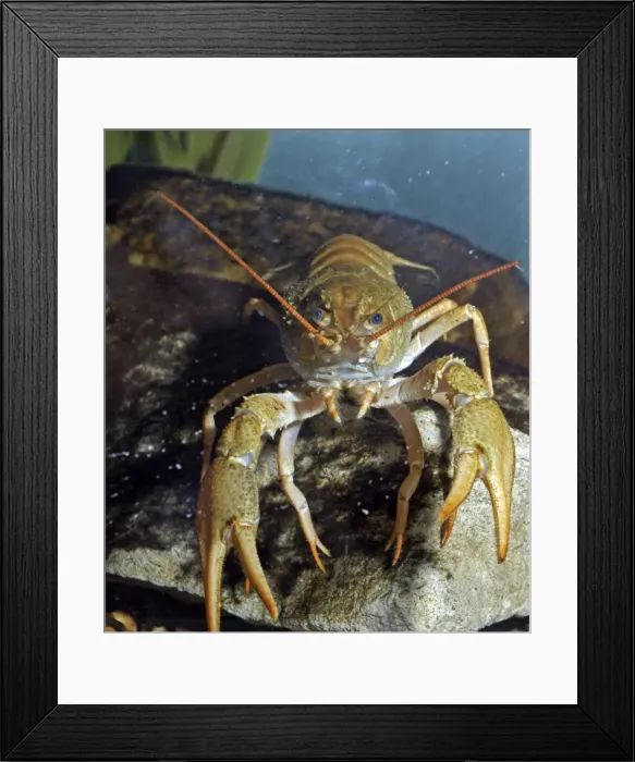 Framed Print : Crayfish. PM-9925. Crayfish. Pat Morris. Please note that prints are for Framed Print : Crayfish. PM-9925. Crayfish. Pat Morris. Please note that prints are for