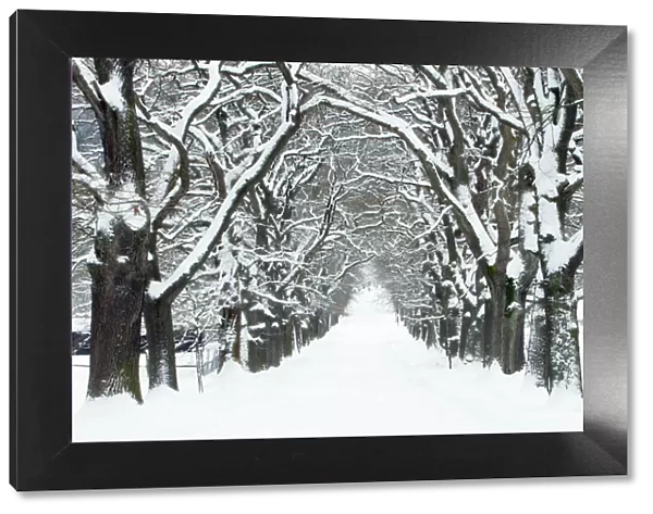 Oak Trees - avenue in winter snow - Sababurg - North Hessen - Germany
