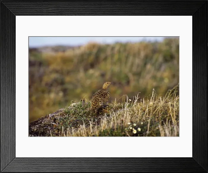 Framed Print : Rock Ptarmigan - Alaskan tundra - June B8145 Framed Print : Rock Ptarmigan - Alaskan tundra - June B8145