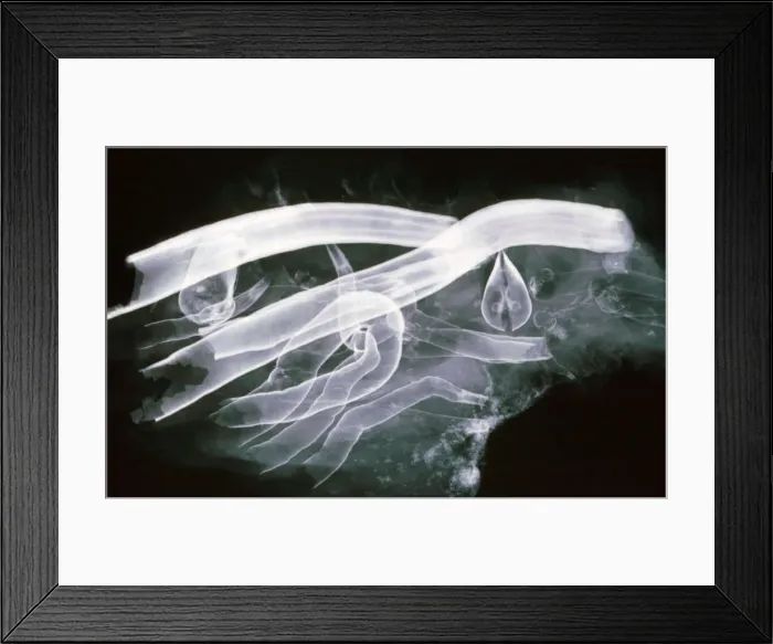 Framed Print : Shipworm- xray showing calcium lined burrows in wood and the twin shells that are used as jaws for burrowing Framed Print : Shipworm- xray showing calcium lined burrows in wood and the twin shells that are used as jaws for burrowing