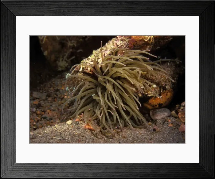 Framed Print : Mediterranean Snakelocks Anemone Framed Print : Mediterranean Snakelocks Anemone