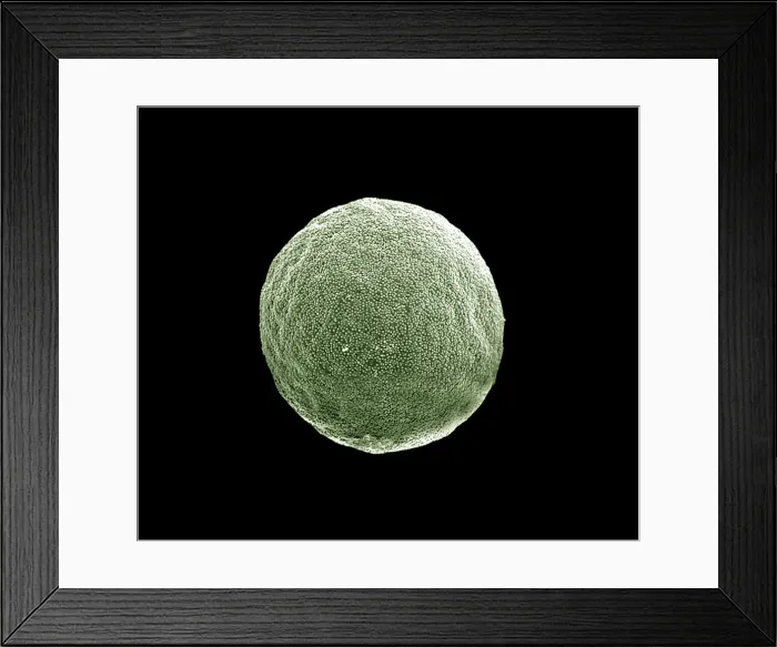 Framed Print : Scanning Electron micrograph (SEM): Grass Pollen grains; Magnification x 3000 (if printed 10. 5 cm wide) Framed Print : Scanning Electron micrograph (SEM): Grass Pollen grains; Magnification x 3000 (if printed 10. 5 cm wide)