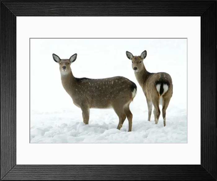 Framed Print : Dybowski's / Sika Deer - two does alert on snow covered field in winter - range East Asia Framed Print : Dybowski's / Sika Deer - two does alert on snow covered field in winter - range East Asia