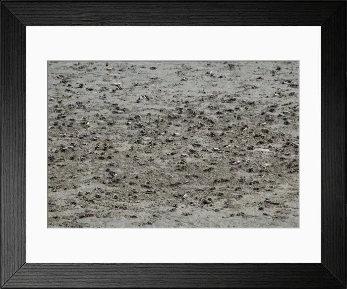 Framed Print : Fiddler Crabs Framed Print : Fiddler Crabs