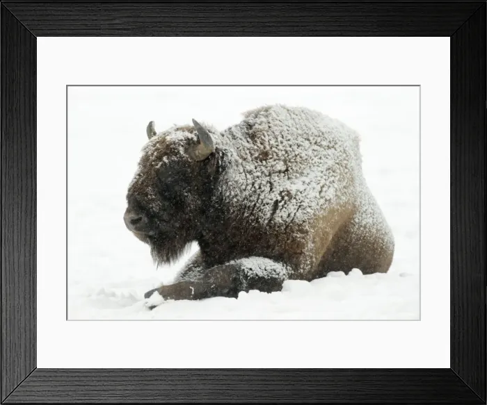 Framed Print : European Bison - bull resting in snow - Hessen - Germany Framed Print : European Bison - bull resting in snow - Hessen - Germany