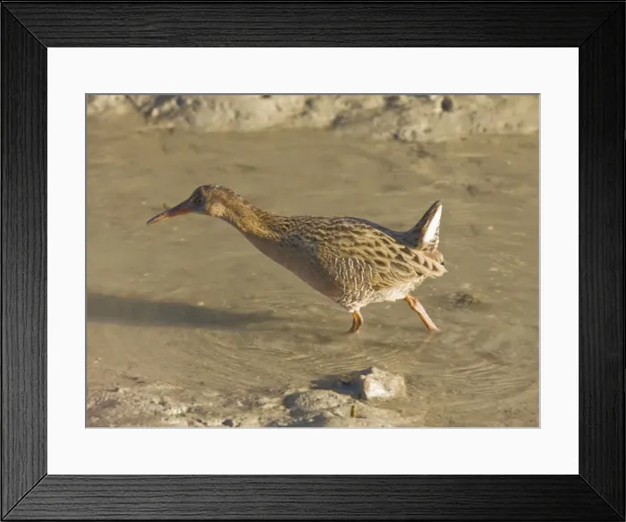 Framed Print : Californian Clapper Rail - San Francisco Bay - California, United States Framed Print : Californian Clapper Rail - San Francisco Bay - California, United States