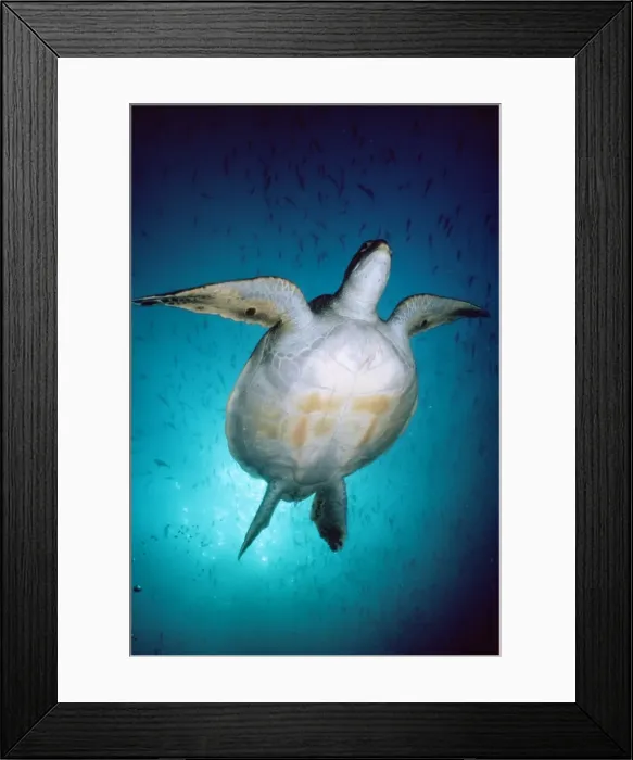 Framed Print : Green Turtle - Galapagos Islands Framed Print : Green Turtle - Galapagos Islands