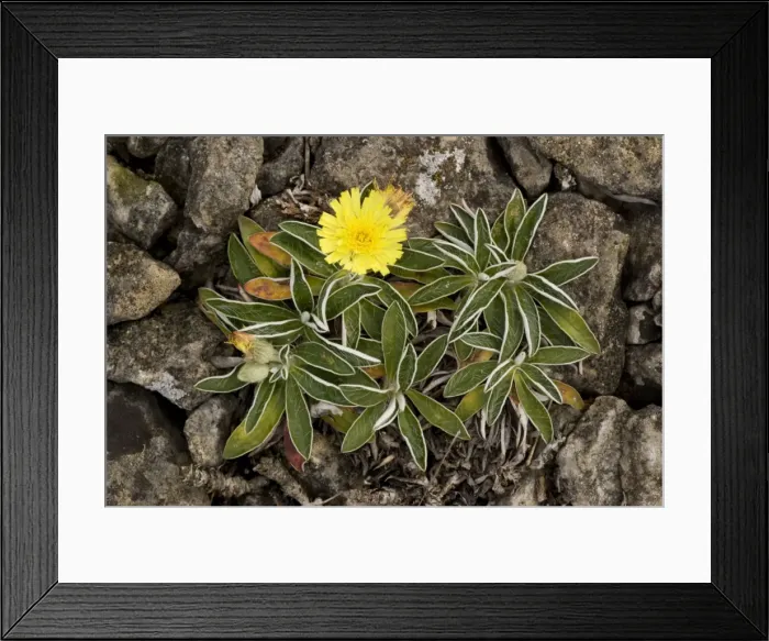 Framed Print : A hawkweed (Hieracium peleterianum). Rare in UK Framed Print : A hawkweed (Hieracium peleterianum). Rare in UK