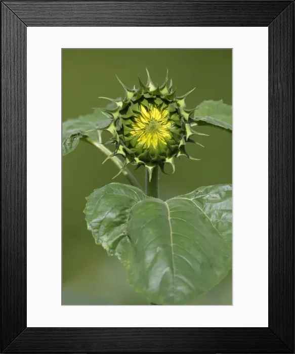 Framed Print : Sunflower - blossom about to open, Lower Saxony, Germany Framed Print : Sunflower - blossom about to open, Lower Saxony, Germany
