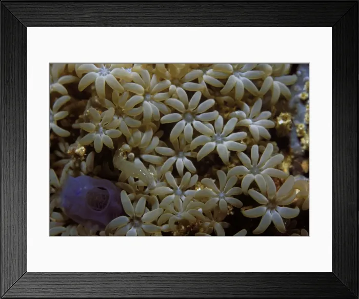 Framed Print : Organ Pipe Coral Indo Pacific Framed Print : Organ Pipe Coral Indo Pacific