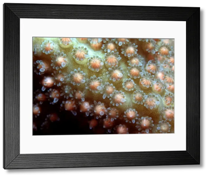 Framed Print : Staghorn Coral Spawning - Egg and sperm bundles about to be released Heron Island, Queensland, Australia