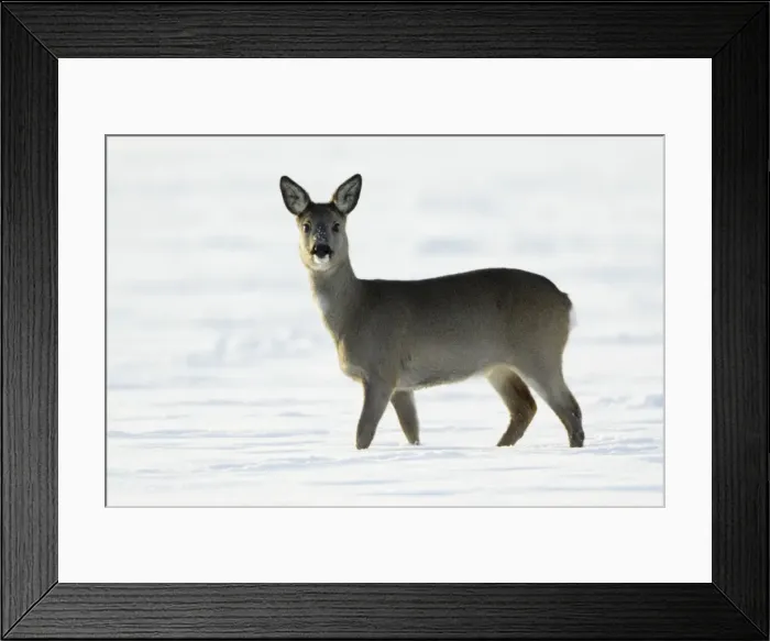Framed Print : Roe Deer - doe walking across snow covered field - Harz mountains - Lower Saxony - Germany Framed Print : Roe Deer - doe walking across snow covered field - Harz mountains - Lower Saxony - Germany