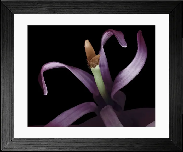 Framed Print : Scanning Electron Micrograph (SEM): Echinops thistle; Magnification x 40 (A4 size: 29. 7 cm width) Framed Print : Scanning Electron Micrograph (SEM): Echinops thistle; Magnification x 40 (A4 size: 29. 7 cm width)