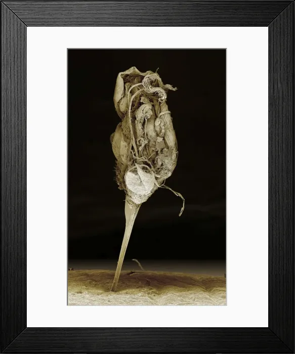 Framed Print : Scanning Electron Micrograph (SEM): Bee Sting - Magnification x 60 (if print A4 size: 29. 7 cm wide) Framed Print : Scanning Electron Micrograph (SEM): Bee Sting - Magnification x 60 (if print A4 size: 29. 7 cm wide)