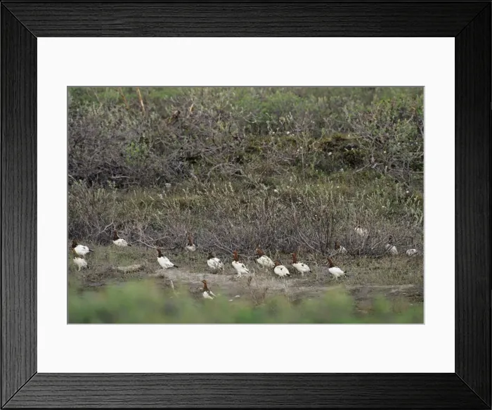 Framed Print : Willow Ptarmigan - males in willows along old stream bed on arctic plain - Arctic National Wildlife Refuge - Alaska - Summer B8147 Framed Print : Willow Ptarmigan - males in willows along old stream bed on arctic plain - Arctic National Wildlife Refuge - Alaska - Summer B8147