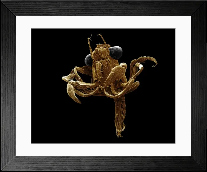 Framed Print : Scanning Electron Micrograph (SEM): Megalop; Magnification x 70 (when printed A4, 29. 7 cm wide) Framed Print : Scanning Electron Micrograph (SEM): Megalop; Magnification x 70 (when printed A4, 29. 7 cm wide)