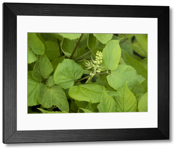 Framed Print : Asian or Korean Ginseng in flower (Panax ginseng). The most widely-used Ginseng. Korea Framed Print : Asian or Korean Ginseng in flower (Panax ginseng). The most widely-used Ginseng. Korea