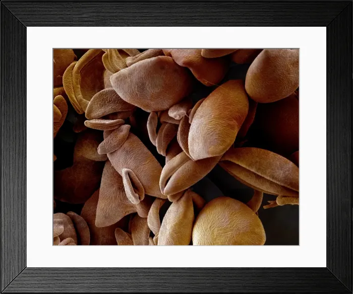 Framed Print : Scanning Electron Micrograph (SEM): Lily pollen; Magnification x 850 (A4 size: 29. 7 cm width) Framed Print : Scanning Electron Micrograph (SEM): Lily pollen; Magnification x 850 (A4 size: 29. 7 cm width)