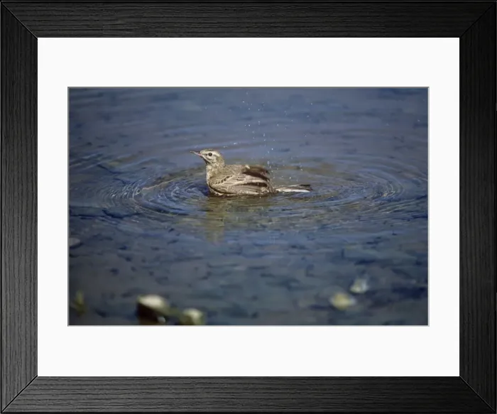 Framed Print : Tawny Pipit - bathing Framed Print : Tawny Pipit - bathing