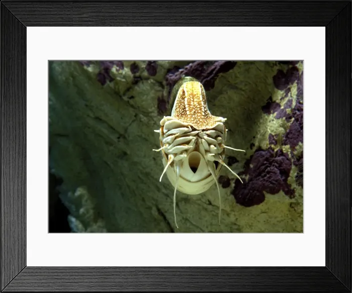 Framed Print : Chambered Nautilus Framed Print : Chambered Nautilus