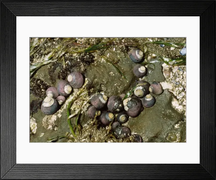 Framed Print : Black Turban Sea Snail Moss beach, California, USA