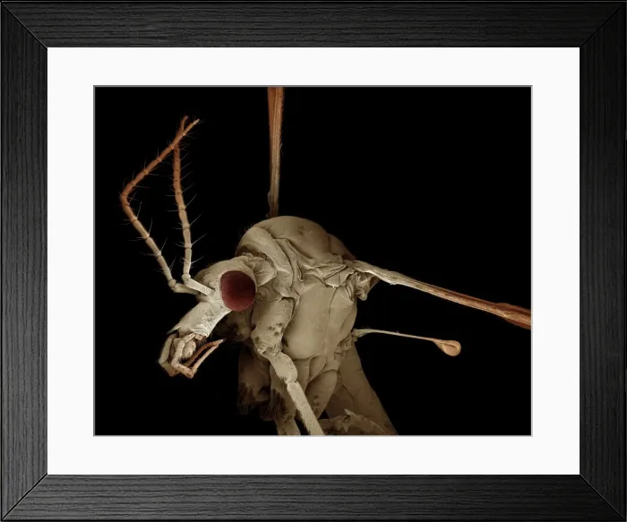 Framed Print : Scanning Electron Micrograph (SEM): Crane Fly / ‘Daddy-Long-Legs - Magnification x 30 (if print A4 size: 29. 7 cm wide) Framed Print : Scanning Electron Micrograph (SEM): Crane Fly / ‘Daddy-Long-Legs - Magnification x 30 (if print A4 size: 29. 7 cm wide)