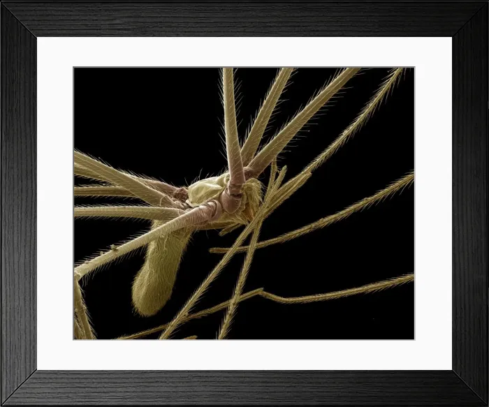 Framed Print : Scanning Electron Micrograph (SEM): Cellar or ‘Daddy-long-legs Spider, Magnification x 40 (A4 size: 29. 7 cm width) Framed Print : Scanning Electron Micrograph (SEM): Cellar or ‘Daddy-long-legs Spider, Magnification x 40 (A4 size: 29. 7 cm width)
