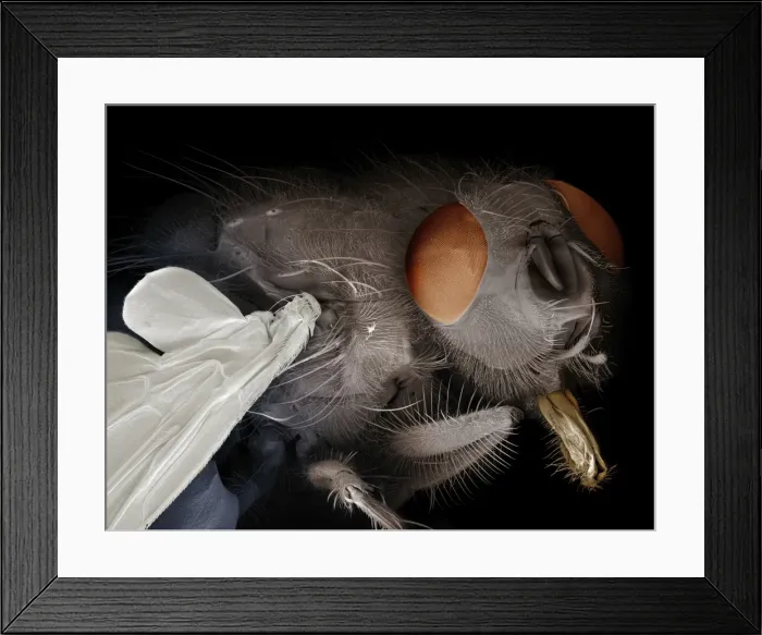 Framed Print : Scanning Electron Micrograph (SEM): Bluebottle Fly - Magnification x 30 (if print A4 size: 29. 7 cm wide) Framed Print : Scanning Electron Micrograph (SEM): Bluebottle Fly - Magnification x 30 (if print A4 size: 29. 7 cm wide)