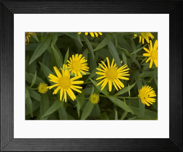Framed Print : Yellow ox-eye (Buphthalmum salicifolium). Alps Framed Print : Yellow ox-eye (Buphthalmum salicifolium). Alps