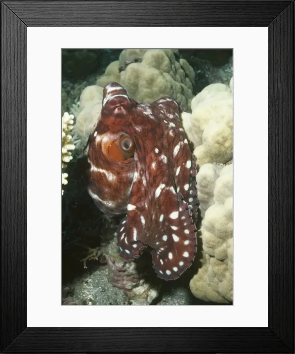 Framed Print : Common Reef Octopus also found in Hawaii Papua New Guinea, Indo Pacific Framed Print : Common Reef Octopus also found in Hawaii Papua New Guinea, Indo Pacific