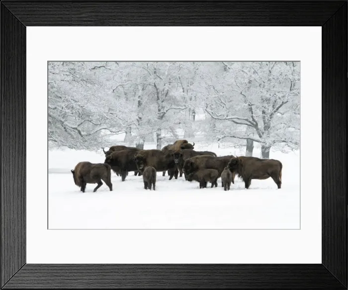 Framed Print : European Bison - herd on snow covered meadow - Hessen - Germany Framed Print : European Bison - herd on snow covered meadow - Hessen - Germany