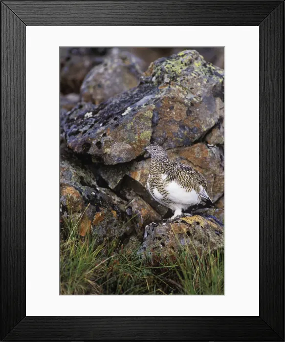 Framed Print : Rock Ptarmigan - Alaskan tundra B1092 Framed Print : Rock Ptarmigan - Alaskan tundra B1092