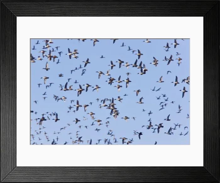 Framed Print : Northern Pintail - flock in flight, California, United States Framed Print : Northern Pintail - flock in flight, California, United States