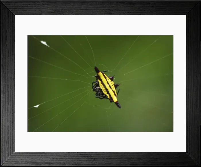Framed Print : Orb-web Spider Erawan Nationalpark, Thailand Framed Print : Orb-web Spider Erawan Nationalpark, Thailand