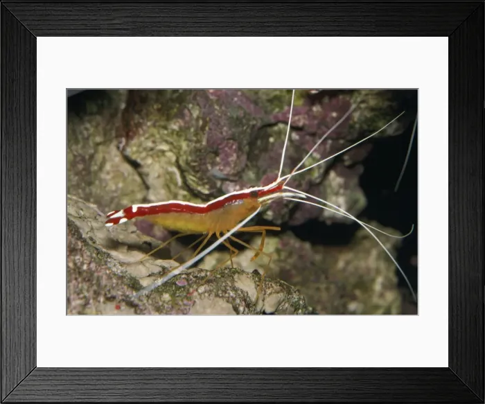 Framed Print : Cleaner Shrimp Framed Print : Cleaner Shrimp