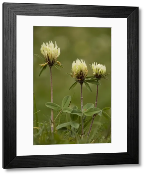 Framed Print : Sulphur clover (Trifolium ochroleucon). Rare in UK in East Anglia Framed Print : Sulphur clover (Trifolium ochroleucon). Rare in UK in East Anglia