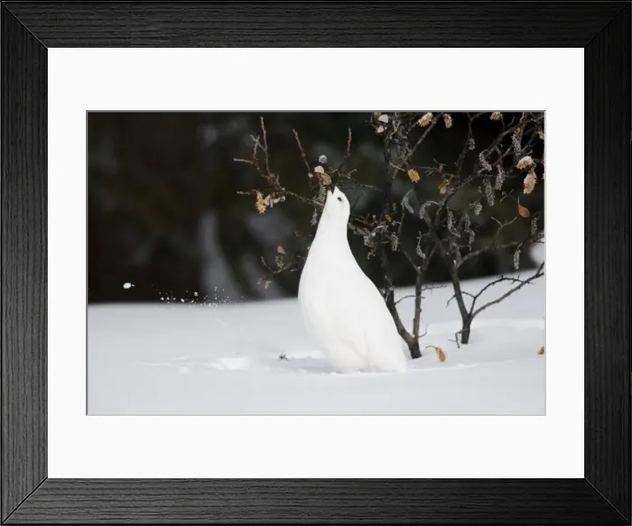 Framed Print : White-tailed Ptarmigan - in snow eating buds and leaves off willow - Jasper National Park - Rocky Mountains - Alberta - Canada _BAX0054 Framed Print : White-tailed Ptarmigan - in snow eating buds and leaves off willow - Jasper National Park - Rocky Mountains - Alberta - Canada _BAX0054