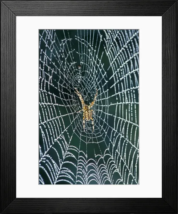 Framed Print : Cross Spider - In web coverd with dew - The Netherlands, Overijssel, Zwartsluis, garden Framed Print : Cross Spider - In web coverd with dew - The Netherlands, Overijssel, Zwartsluis, garden