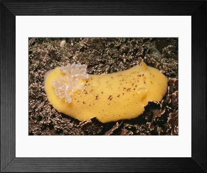 Framed Print : Sea Lemon Nudibranch Monterey bay, California, USA Framed Print : Sea Lemon Nudibranch Monterey bay, California, USA