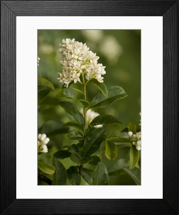 Framed Print : Privet (Ligustrum vulgare). Widespread shrub in UK Framed Print : Privet (Ligustrum vulgare). Widespread shrub in UK