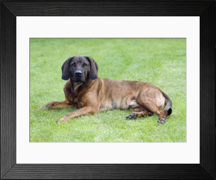 Framed Print : Hanover Hound, hunting dog resting in garden, Germany Framed Print : Hanover Hound, hunting dog resting in garden, Germany