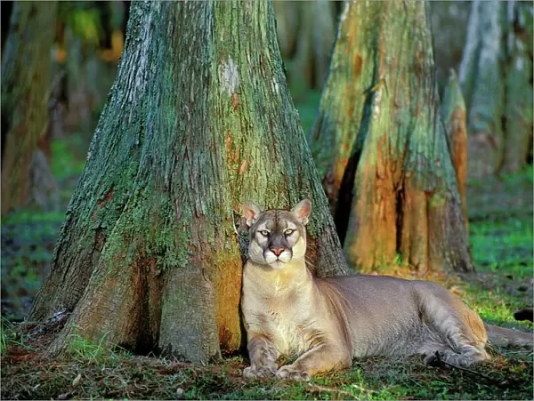 Florida Cougar  /  Mountain Lion  /  Puma. Florida - USA. endangered species. Also known as the Florida Panther. MR365