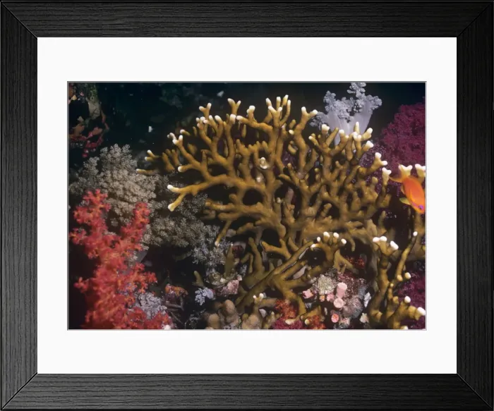 Framed Print : Fire Coral - venomous Indo Pacific Framed Print : Fire Coral - venomous Indo Pacific