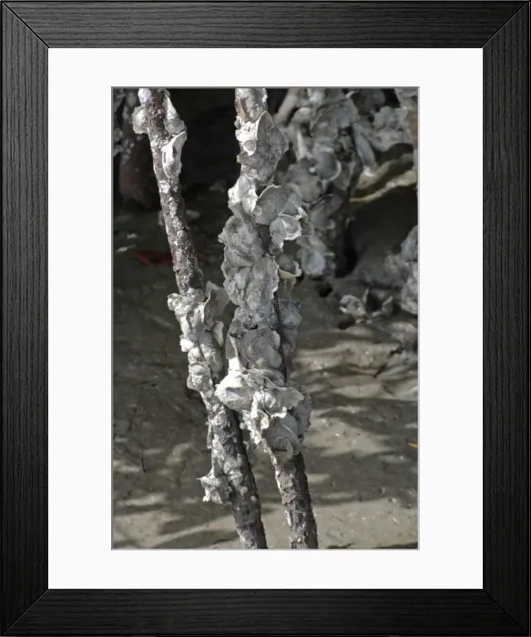 Framed Print : Oysters encrusting the roots of mangroves; West Indies Framed Print : Oysters encrusting the roots of mangroves; West Indies