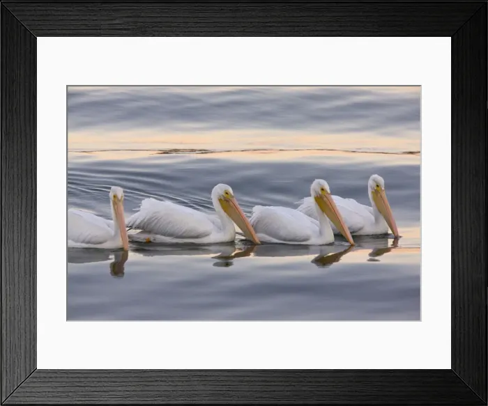 Framed Print : American White Pelicans - feeding collectively at sunset; Bodega Bay, California, United States Framed Print : American White Pelicans - feeding collectively at sunset; Bodega Bay, California, United States