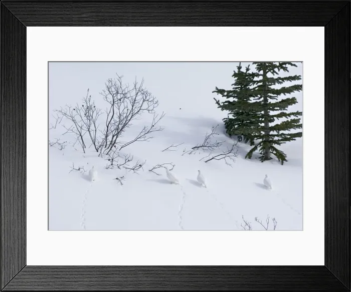 Framed Print : White-tailed Ptarmigans - in snow - Jasper National Park - Rocky Mountains - Alberta - Canada _BAX0077 Framed Print : White-tailed Ptarmigans - in snow - Jasper National Park - Rocky Mountains - Alberta - Canada _BAX0077